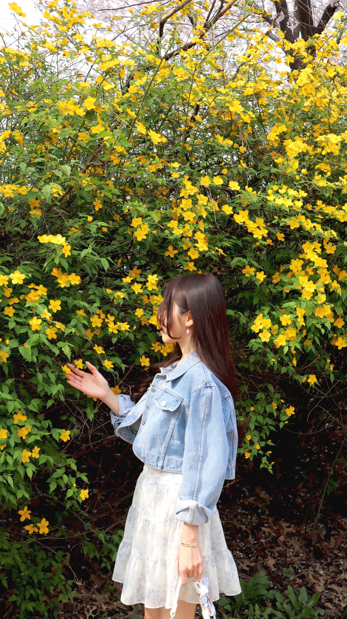 Petite Cropped Denim Jacket